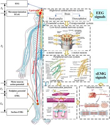 Electroencephalogram and surface electromyogram fusion-based precise detection of lower limb voluntary movement using convolution neural network-long short-term memory model